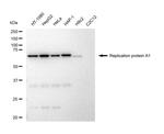 RPA70 Antibody in Western Blot (WB)