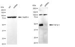 TGF beta-1 Antibody