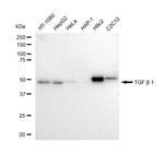 TGF beta-1 Antibody in Western Blot (WB)