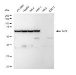 Ku70 Antibody in Western Blot (WB)