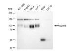 B7-H3 Antibody in Western Blot (WB)