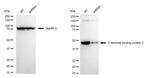 CtBP2 Antibody