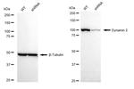 Dynamin 2 Antibody