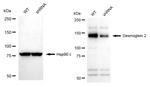 Desmoglein 2 Antibody