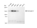 Desmoglein 2 Antibody in Western Blot (WB)