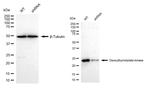 DTYMK Antibody