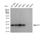 DUT Antibody in Western Blot (WB)