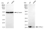 DYNLL1 Antibody