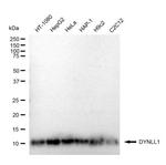 DYNLL1 Antibody in Western Blot (WB)