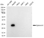 Ephrin A1 Antibody in Western Blot (WB)