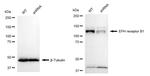 EphB1 Antibody