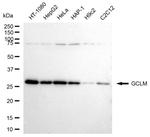 GCLM Antibody in Western Blot (WB)