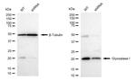 GLO1 Antibody