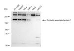 CNTNAP1 Antibody in Western Blot (WB)