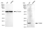 TCEB2 Antibody