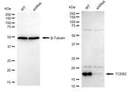 TCEB2 Antibody