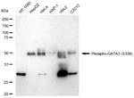 Phospho-GATA3 (Ser308) Antibody in Western Blot (WB)