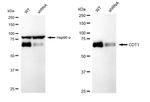 CDT1 Antibody