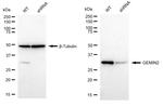 Gemin 2 Antibody