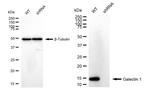 Galectin 1 Antibody