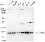 H-Ras Antibody in Western Blot (WB)