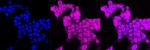 JAM-A (CD321) Antibody in Immunocytochemistry (ICC/IF)