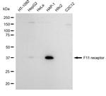 JAM-A (CD321) Antibody in Western Blot (WB)