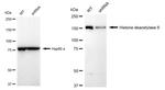 HDAC6 Antibody