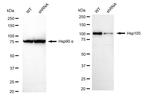 HSP105 Antibody