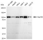 HSP105 Antibody in Western Blot (WB)