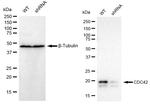 Cdc42 Antibody