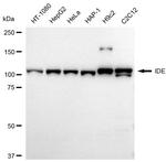 IDE Antibody in Western Blot (WB)