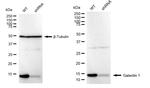 Galectin 1 Antibody