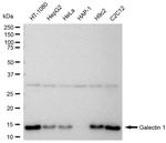 Galectin 1 Antibody in Western Blot (WB)