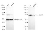 KHSRP Antibody