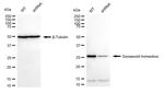 GSC Antibody