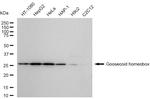 GSC Antibody in Western Blot (WB)