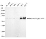 E2F1 Antibody in Western Blot (WB)