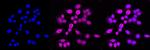 EEF2 Antibody in Immunocytochemistry (ICC/IF)