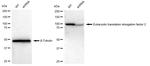 EEF2 Antibody