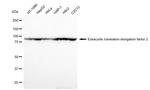 EEF2 Antibody in Western Blot (WB)