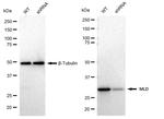 DEGS1 Antibody