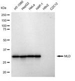 DEGS1 Antibody in Western Blot (WB)