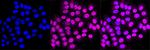 PCTAIRE1 Antibody in Immunocytochemistry (ICC/IF)