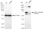 PCTAIRE1 Antibody