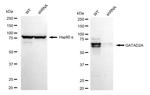 GATAD2A Antibody