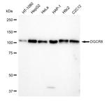 DGCR8 Antibody in Western Blot (WB)