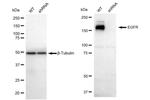 EGFR Antibody