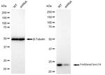 FOXO4 Antibody