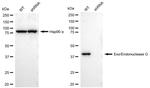 ENDOGL1 Antibody